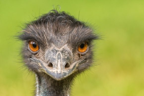 The mascot: the Emu