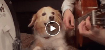 Fun: Hund, der Musik macht